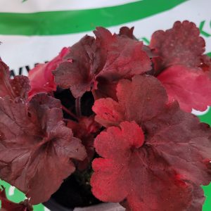 Żurawka 'Fire Alarm'