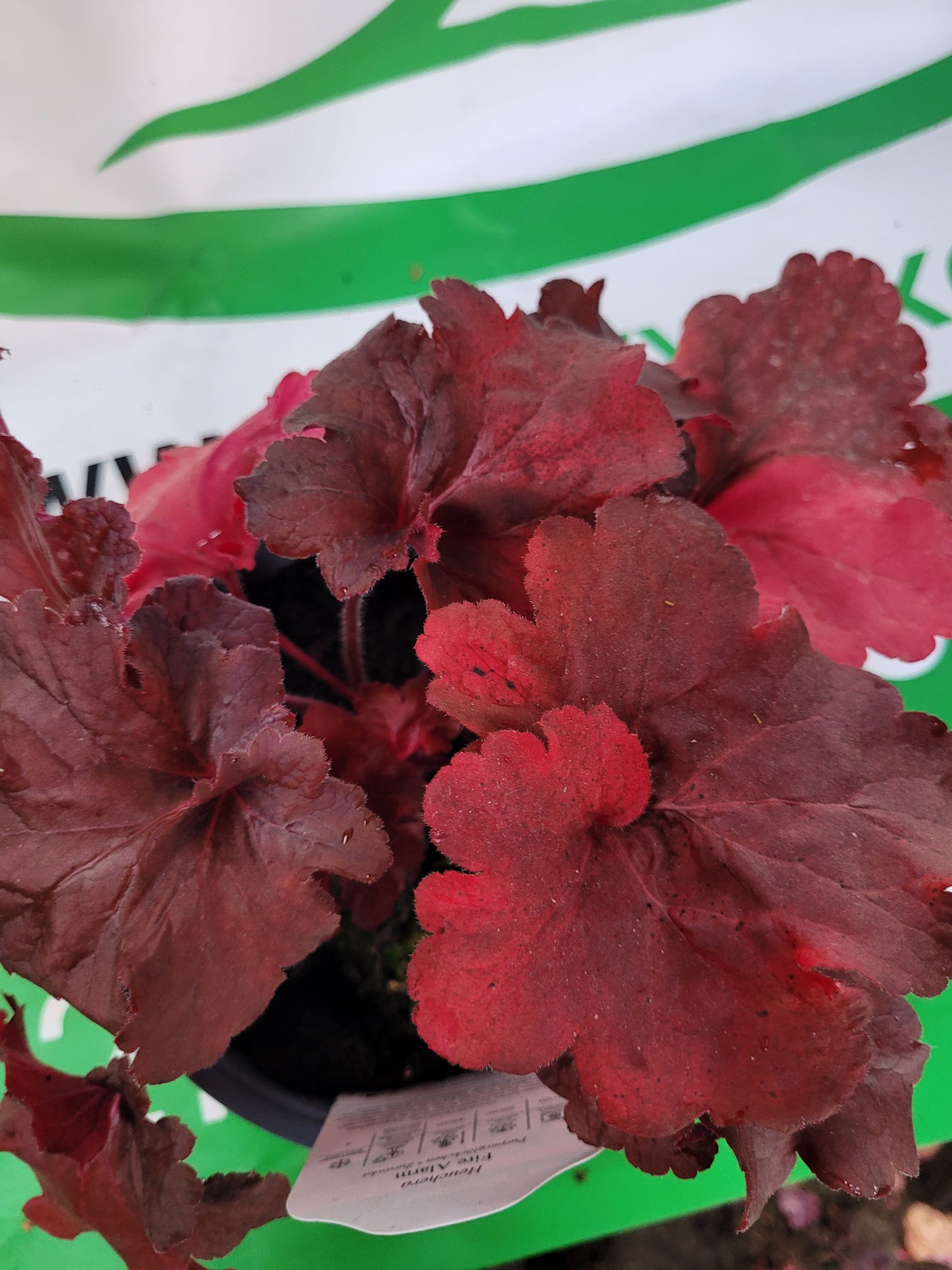 Żurawka 'Fire Alarm'