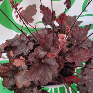 Żurawka 'Fire Chief'