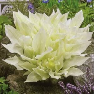 Funkia - Hosta 'White Feather'