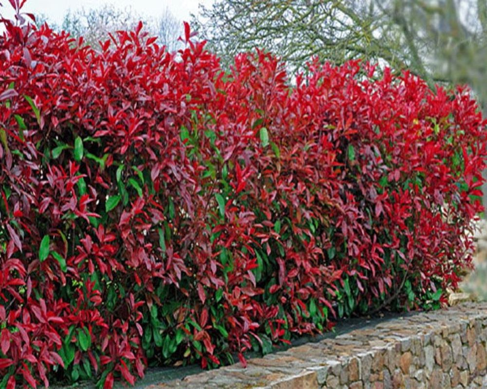 Głogownik 'Red Robin' - obrazek 3
