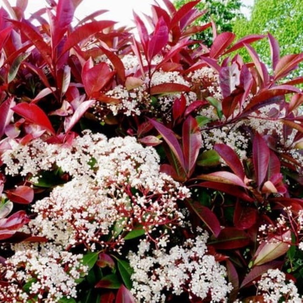 Głogownik 'Red Robin' - obrazek 2