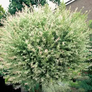 Wierzba 'Hakuro-nishiki' na pniu