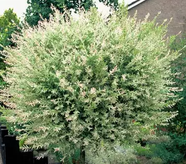 Wierzba 'Hakuro-nishiki' na pniu