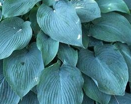 Funkia - Hosta 'Blue Angel'