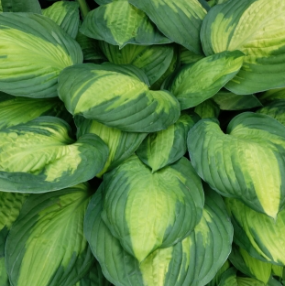Funkia - Hosta 'Captain Kirk'