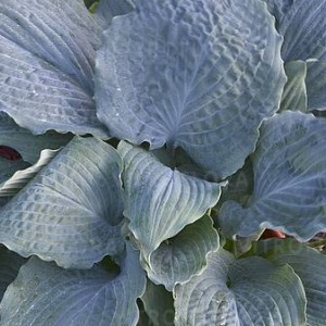 Funkia - Hosta 'Diamond Lake'