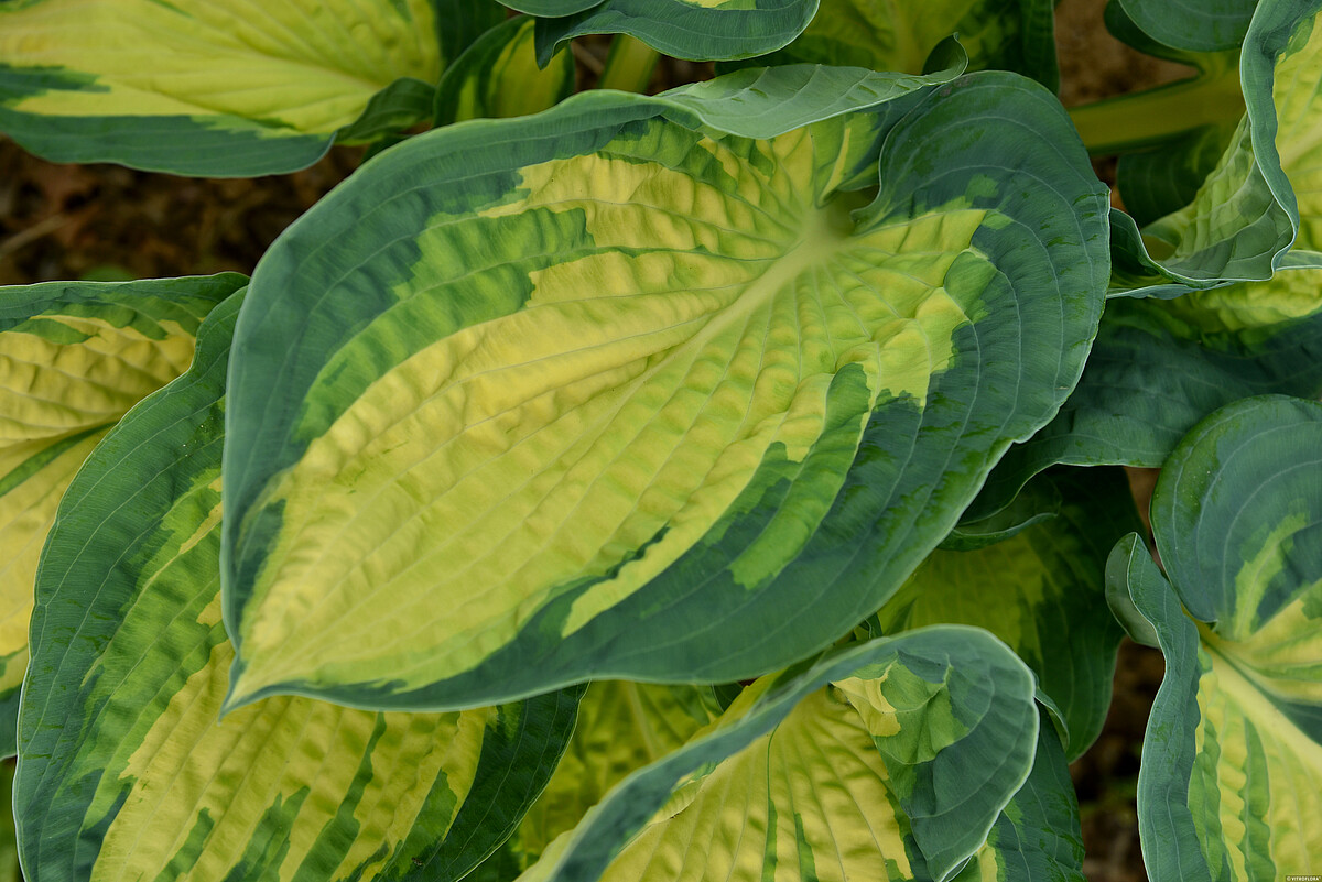 hosta-funkia great expectations