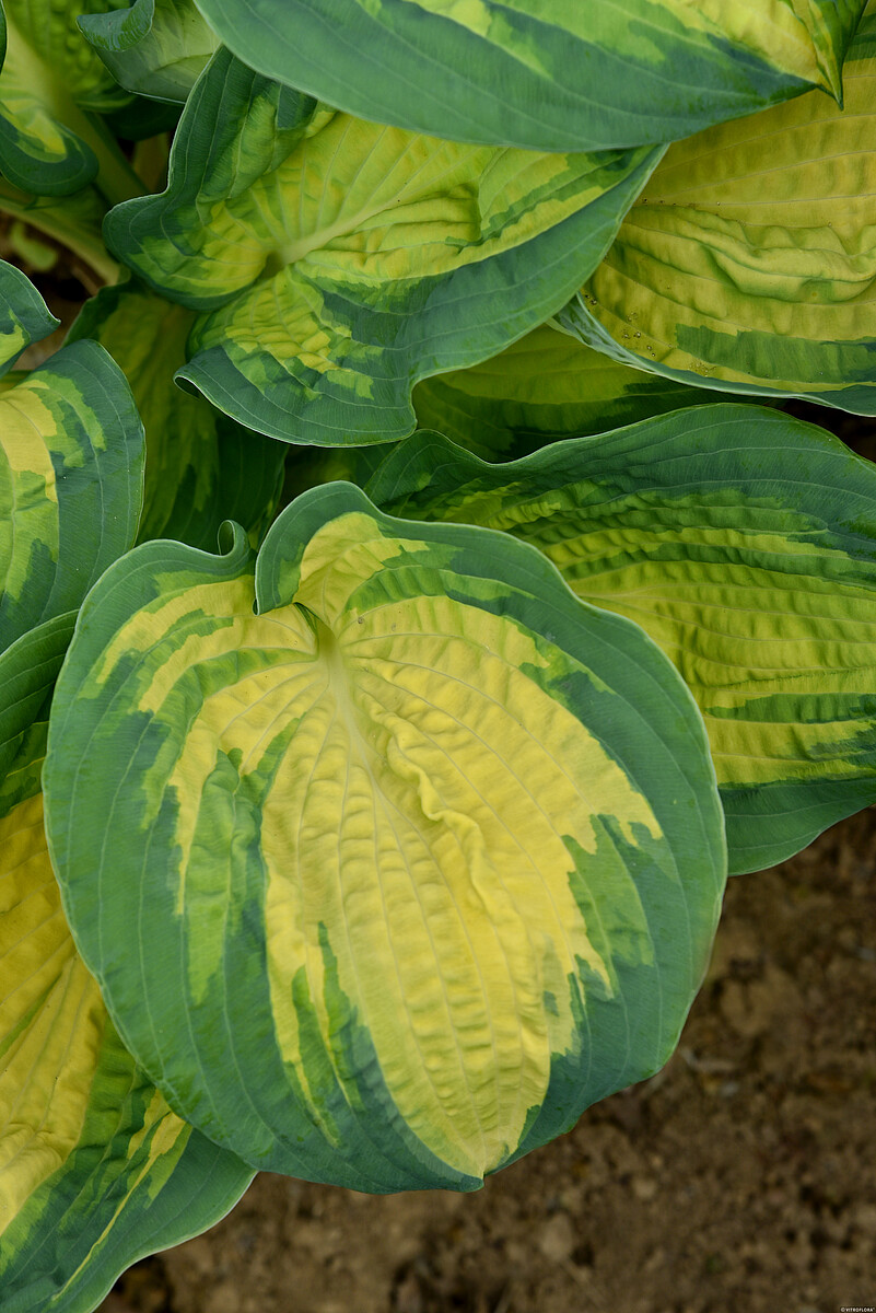 hosta-funkia great expectations1