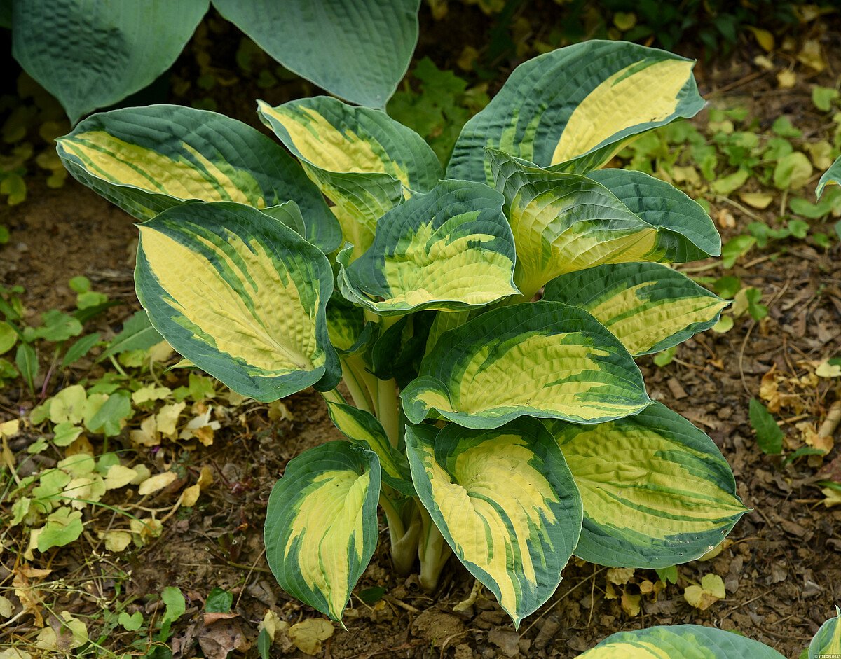 hosta-funkia great expectations2