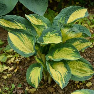 hosta-funkia great expectations3