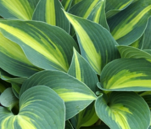 Funkia - Hosta 'Grand Marquee'