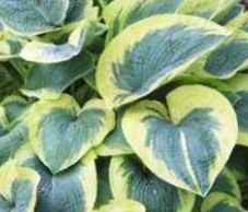 Funkia - Hosta 'American Halo'