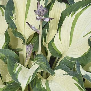 Funkia - Hosta 'Hans'