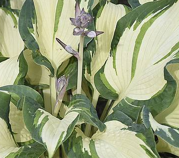 Funkia - Hosta 'Hans'