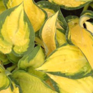 Funkia - Hosta 'Orange Marmalade'