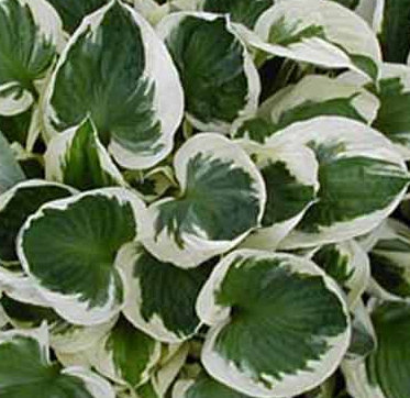 Funkia - Hosta 'Patriot'