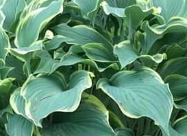 Funkia - Hosta 'Regal Splendor'