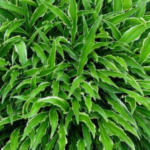 Funkia - Hosta 'Stiletto'
