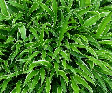 Funkia - Hosta 'Stiletto'
