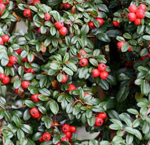 Irga Dammera 'Major'