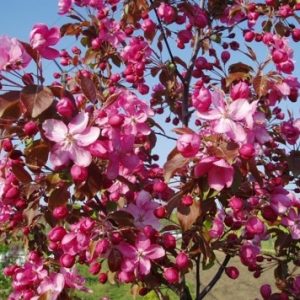 Jabłoń rajska 'Royalty'