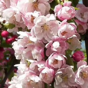 Jabłoń rajska 'Red Sentinel'