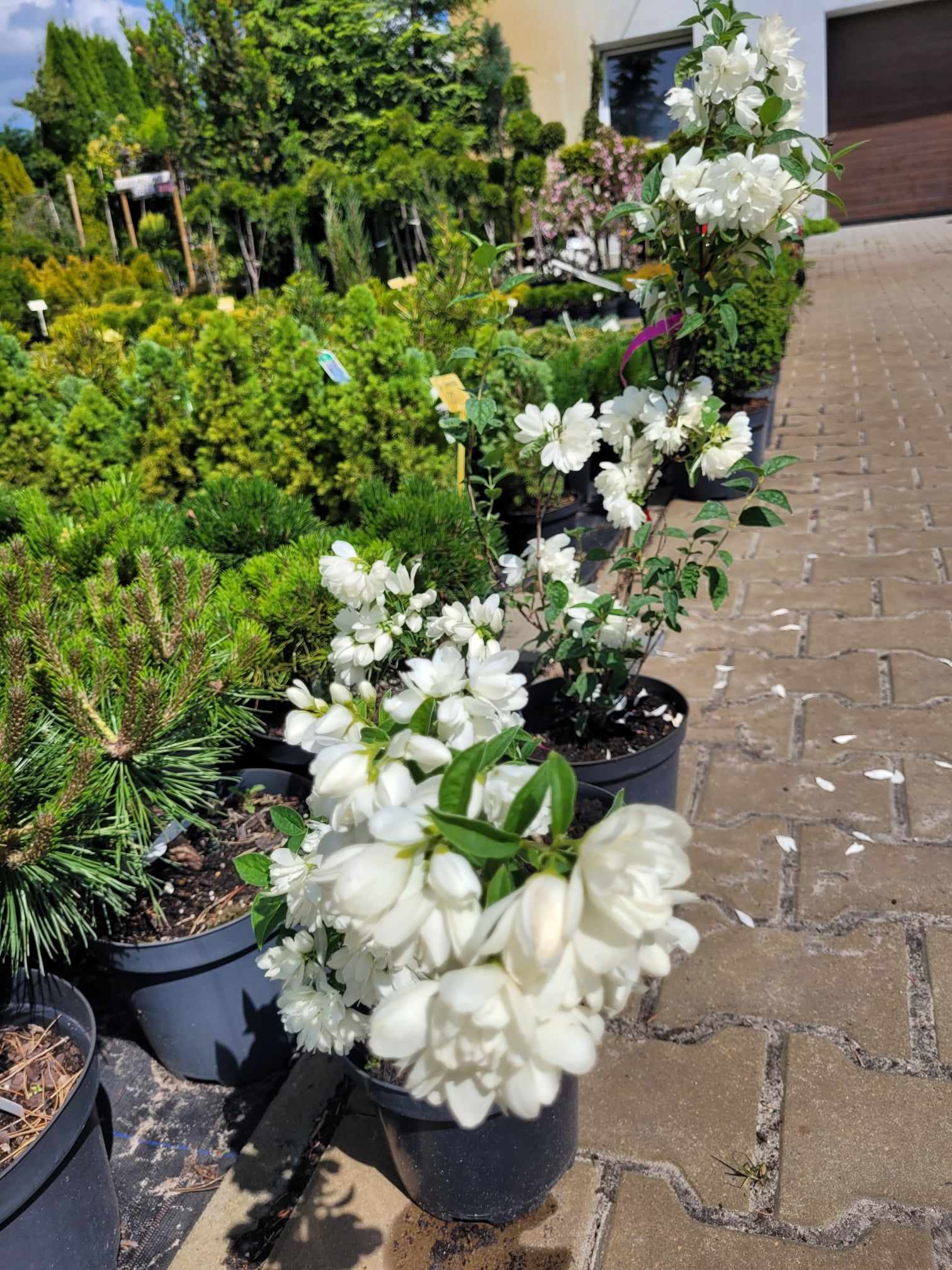 Jaśminowiec 'Snowbelle' - obrazek 2