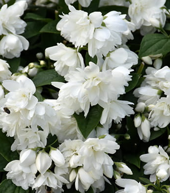 Jaśminowiec 'Snowbelle'