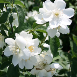 Jaśminowiec 'Minnesota Snowflake'