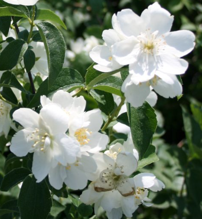 Jaśminowiec 'Minnesota Snowflake'