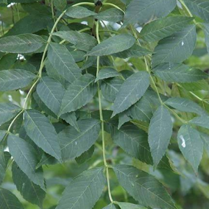 Jesion - Fraxinus