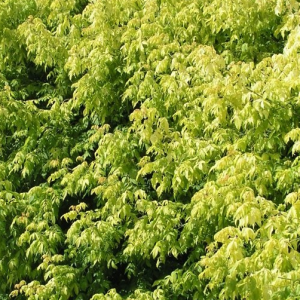 Klon jesionolistny 'Odessanum'