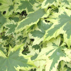 Klon pospolity 'Drummondii'