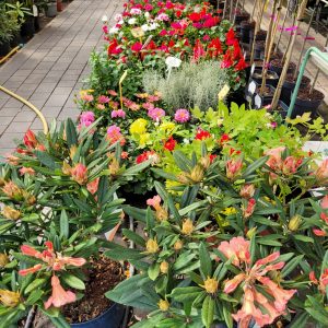 Pozostałe krzewy ozdobne