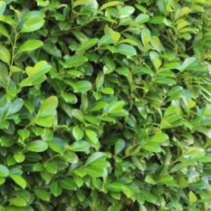 Laurowiśnia wschodnia 'Caucasica'