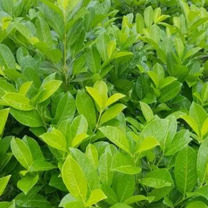 Laurowiśnia wschodnia 'Novita'