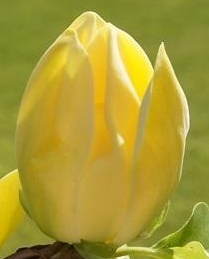 Magnolia 'Golden Gift'
