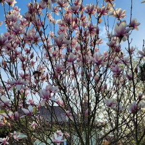 Magnolia 'Verbanica'