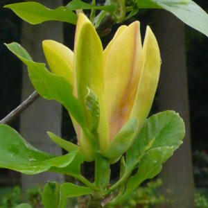 Magnolia 'Yellow Sea'