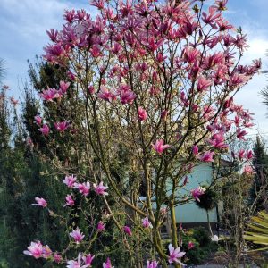 Magnolia gwiaździsta 'Rosea'