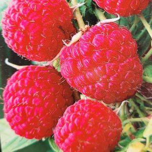 Malina 'Polka' -5sztuk