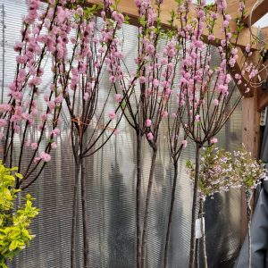 Migdałek trójklapowy na pniu