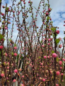 Pozostałe drzewa alejowe
