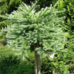 Modrzew kulisty 'Blue Dwarf'