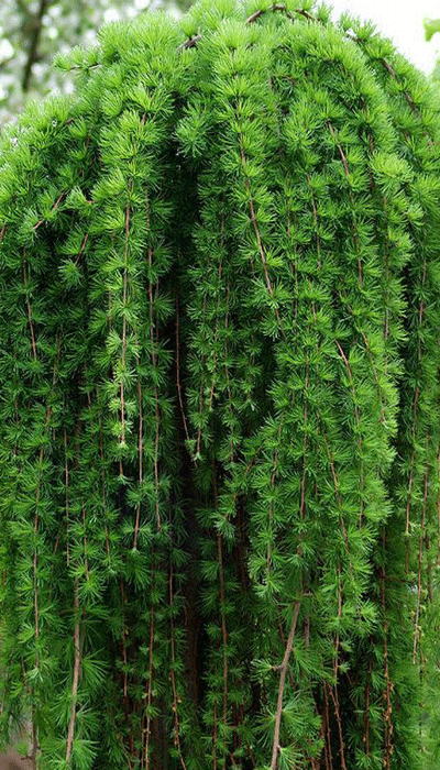 Modrzew zwisający szczepiony na pniu