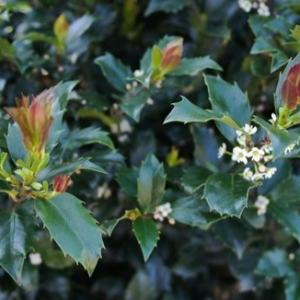 Ostrokrzew Meservy 'Heckenpracht'