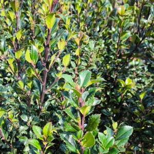 Ostrokrzew Meservy 'Heckenstar'