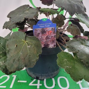 Żurawka 'Palace Purple'