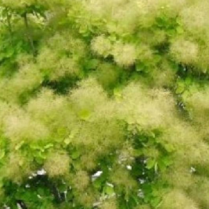 Perukowiec podolski 'Kanari'